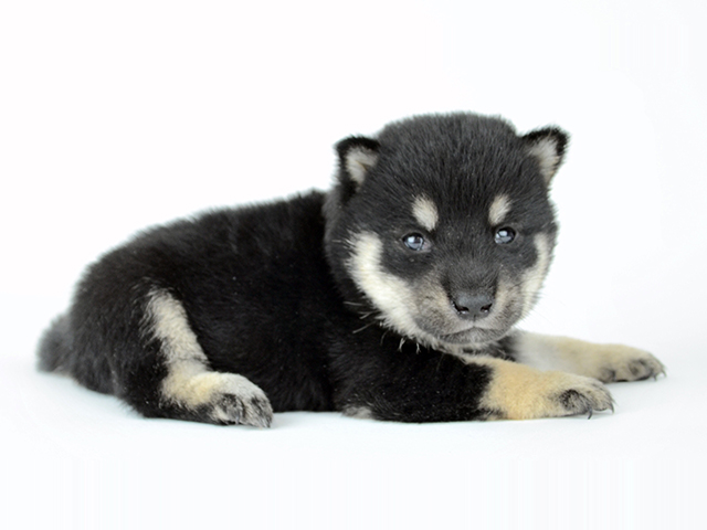 柴犬 豆柴タイプ 黒 お問い合わせフォーム