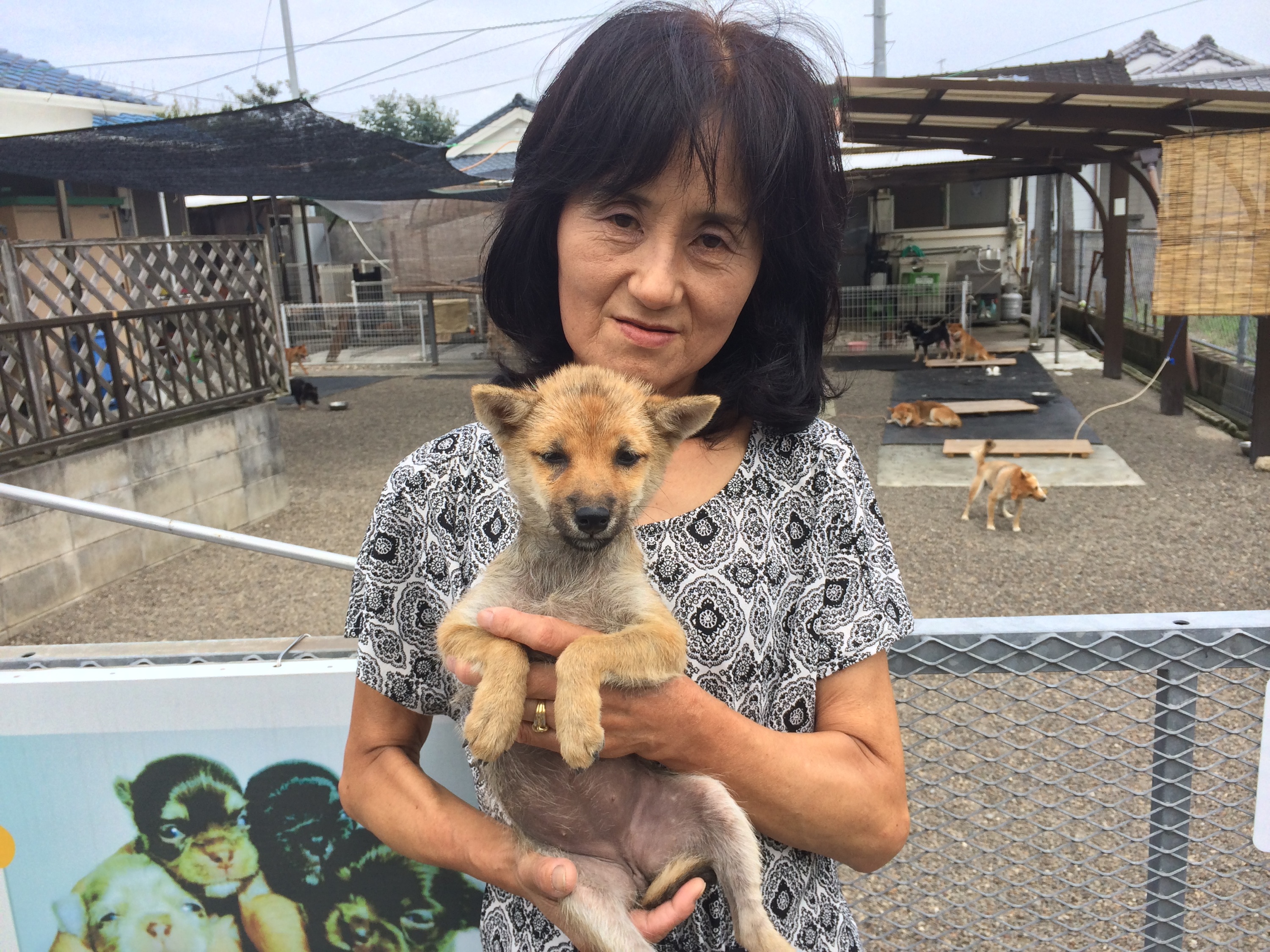 ブリーダー紹介 91件 1件 P S First 子犬や子猫を最優先に考えたペットショップ