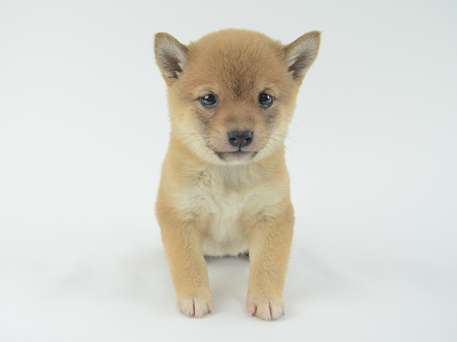 かわいい犬 猫 うさぎに出会う 二子玉川でおすすめのペットショップ Pathee パシー