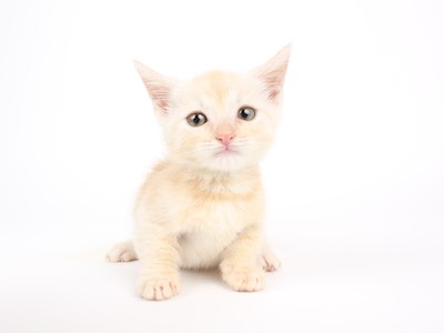 マンチカン│恵比寿店│P\u0027s,first│子犬や子猫を最優先に考えた