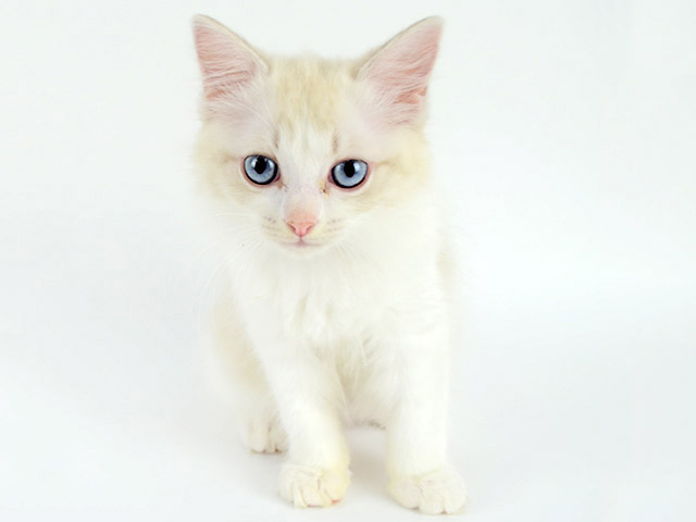 ラグドール 一覧(1ページ目)│P\u0027s,first│子犬や子猫を最優先
