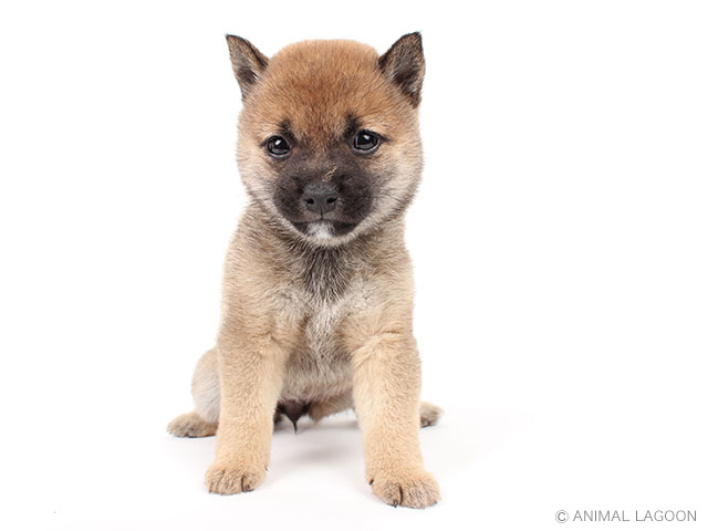 豆柴 福岡天神店 P S First 子犬や子猫を最優先に考えたペットショップ