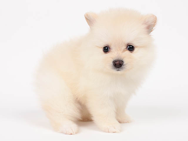 ポメラニアン 川崎店 P S First 子犬や子猫を最優先に考えたペットショップ