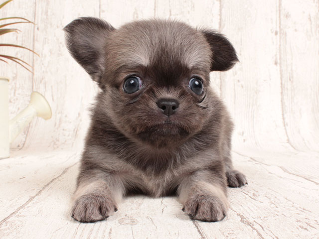 ペキニーズ チワワ ミックス ららぽーとtokyo Bay店 P S First 子犬や子猫を最優先に考えたペットショップ