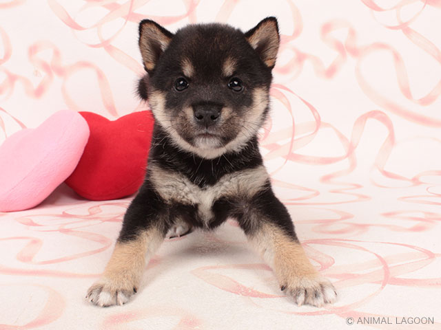 町田店 東京都のペットショップ P S First 子犬や子猫を最優先に考えたペットショップ