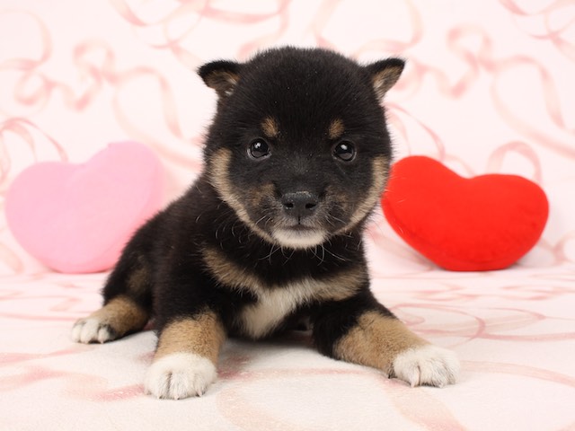 豆柴 心斎橋店 P S First 子犬や子猫を最優先に考えたペットショップ