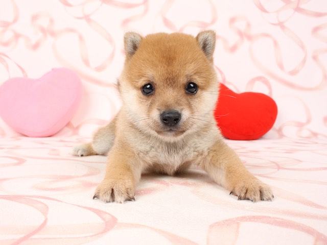 横浜のペットショップまとめ 犬猫はもちろんハリネズミも Pathee パシー