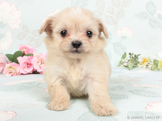 土浦店 茨城県イオン土浦ショッピングセンター1階 イオンペット店内のペットショップ P S First 子犬や子猫を最優先に考えたペットショップ