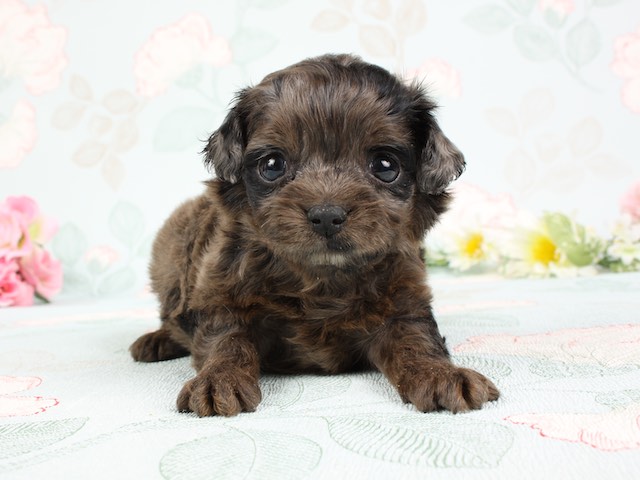 チワワ トイプードル ミックス ららぽーとtokyo Bay店 P S First 子犬や子猫を最優先に考えたペットショップ