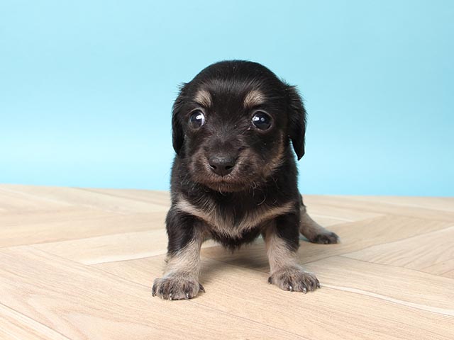 チワワ ミニチュアダックスフンド ミックス 流山おおたかの森店 P S First 子犬や子猫を最優先に考えたペットショップ