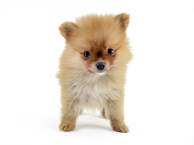 ポメラニアン カインズ浦和美園店 P S First 子犬や子猫を最優先に考えたペットショップ