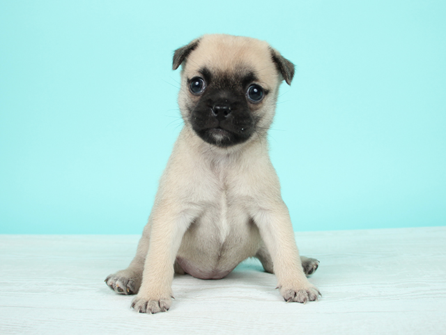 パグ ポメラニアン ミックス カインズ千葉ニュータウン店 P S First 子犬や子猫を最優先に考えたペットショップ