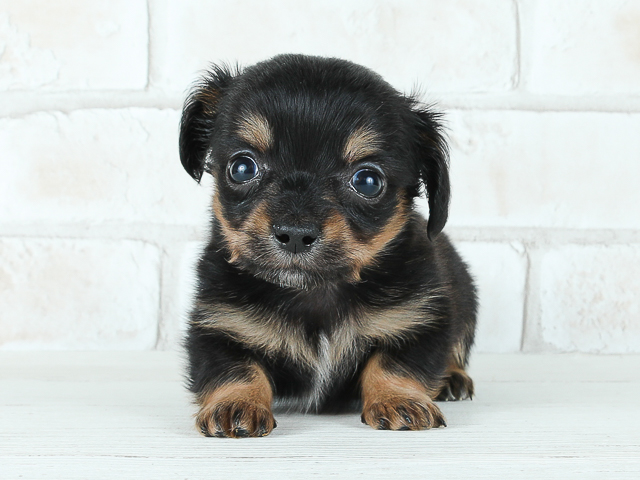 チワワ ミニチュアダックスフンド ミックス 川口店 P S First 子犬や子猫を最優先に考えたペットショップ