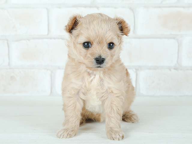 トイプードル チワワ ミックス 横浜駅前店 P S First 子犬や子猫を最優先に考えたペットショップ