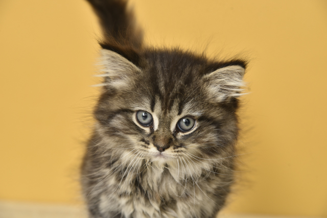 サイベリアン 中野店 P S First 子犬や子猫を最優先に考えたペットショップ