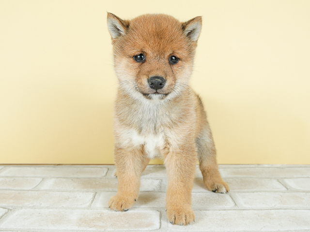 豆柴 富士宮店 P S First 子犬や子猫を最優先に考えたペットショップ