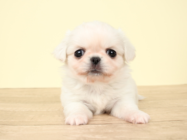 チワワ ペキニーズ ミックス 流山おおたかの森店 P S First 子犬や子猫を最優先に考えたペットショップ