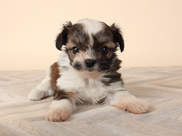 チワワ シーズー ミックス 広尾店 P S First 子犬や子猫を最優先に考えたペットショップ