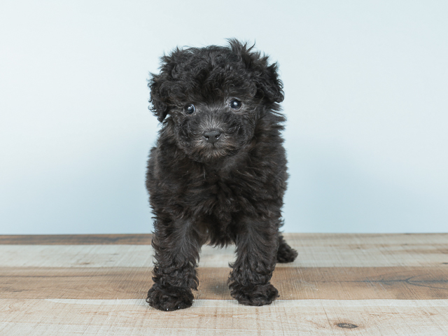 トイプードル タイニープードル カインズ浦和美園店 P S First 子犬や子猫を最優先に考えたペットショップ