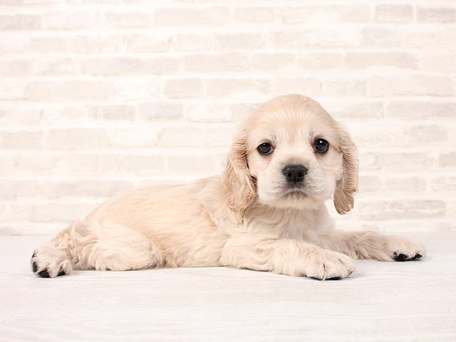 アメリカンコッカースパニエル ふじみ野店 P S First 子犬や子猫を最優先に考えたペットショップ