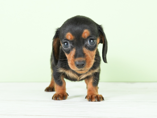 ダックスフンド ミニチュアダックス スムース 久里浜店 P S First 子犬や子猫を最優先に考えたペットショップ