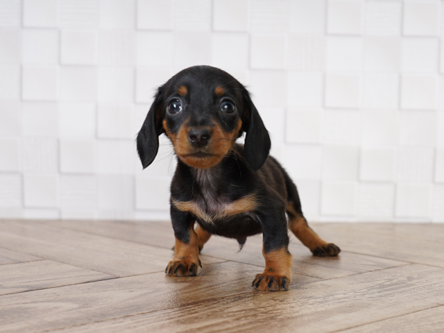 ダックスフンド ミニチュアダックス スムース 流山おおたかの森店 P S First 子犬や子猫を最優先に考えたペットショップ