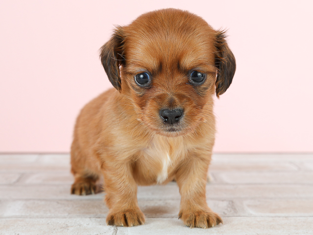 チワワ ミニチュアダックスフンド ミックス 流山おおたかの森店 P S First 子犬や子猫を最優先に考えたペットショップ