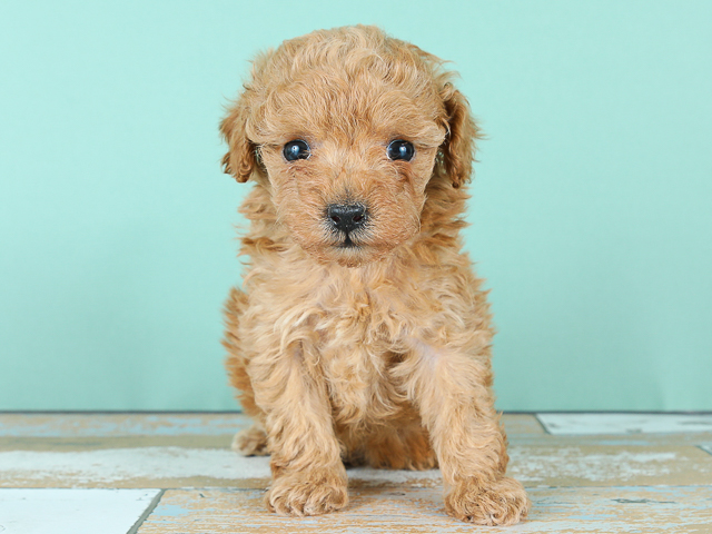 トイプードル タイニープードル 神戸元町店 P S First 子犬や子猫を最優先に考えたペットショップ