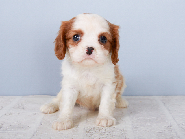 キャバリアキングチャールズスパニエル 鹿児島店 P S First 子犬や子猫を最優先に考えたペットショップ