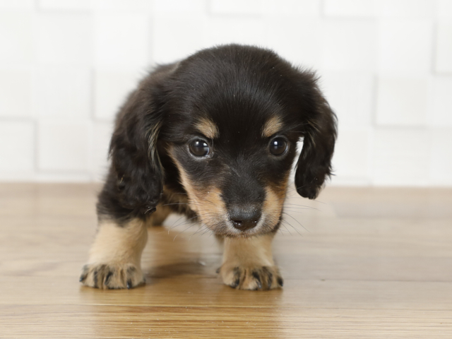 ダックスフンド ミニチュアダックス ロング 茅ヶ崎店 P S First 子犬や子猫を最優先に考えたペットショップ