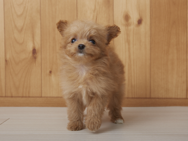 チワワ トイプードル ミックス 鹿児島店 P S First 子犬や子猫を最優先に考えたペットショップ