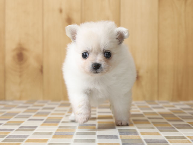 チワワ ポメラニアン ミックス 高崎店 P S First 子犬や子猫を最優先に考えたペットショップ