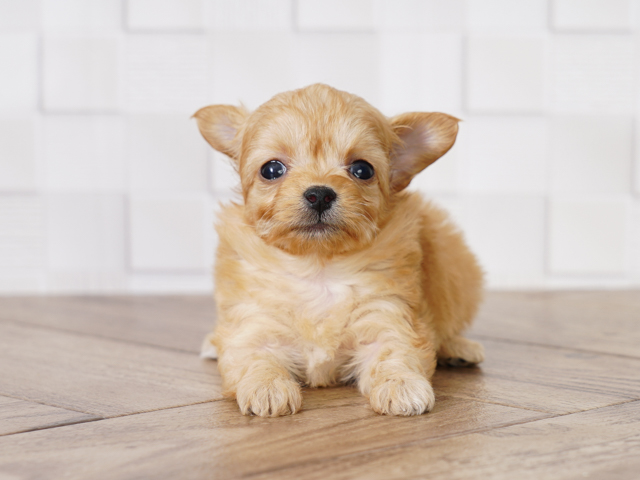 トイプードル チワワ ミックス 吉祥寺本店 P S First 子犬や子猫を最優先に考えたペットショップ