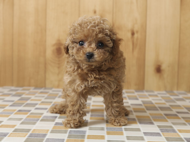トイプードル タイニープードル 橿原店 P S First 子犬や子猫を最優先に考えたペットショップ