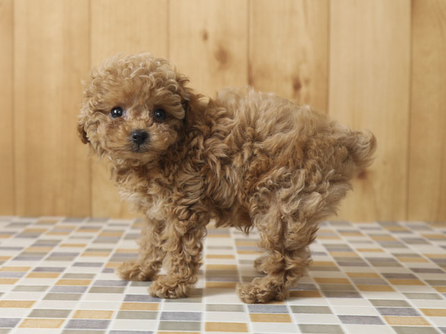 トイプードル タイニープードル 橿原店 P S First 子犬や子猫を最優先に考えたペットショップ