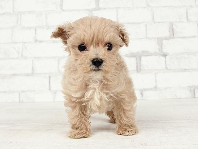 トイプードル マルチーズ ミックス レイクタウン店 P S First 子犬や子猫を最優先に考えたペットショップ