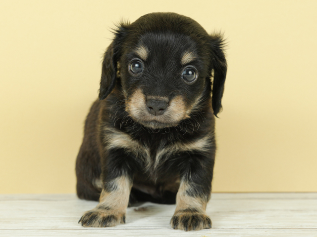 チワワ ミニチュアダックスフンド ミックス 鹿児島店 P S First 子犬や子猫を最優先に考えたペットショップ