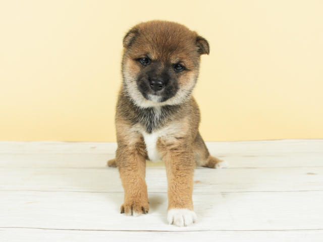 豆柴 茅ヶ崎店 P S First 子犬や子猫を最優先に考えたペットショップ