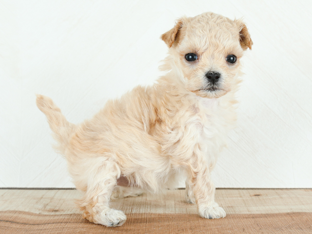 トイプードル マルチーズ ミックス 川崎店 P S First 子犬や子猫を最優先に考えたペットショップ