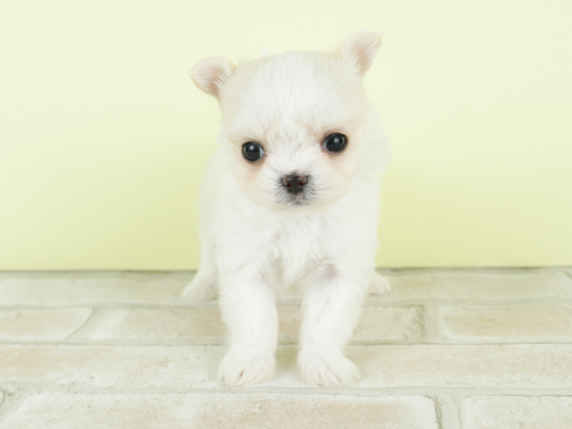 マルチーズ チワワ ミックス 吉祥寺本店 P S First 子犬や子猫を最優先に考えたペットショップ