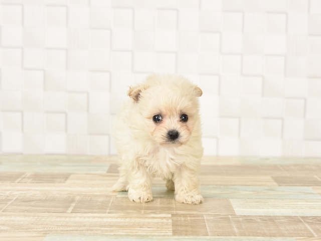 トイプードル ポメラニアン ミックス Petemoレイクタウンmori店 P S First 子犬や子猫を最優先に考えたペットショップ トイプードル ポメラニアン ミックス Petemoレイクタウンmori店 P S First 子犬や子猫を最優先に考えたペットショップ