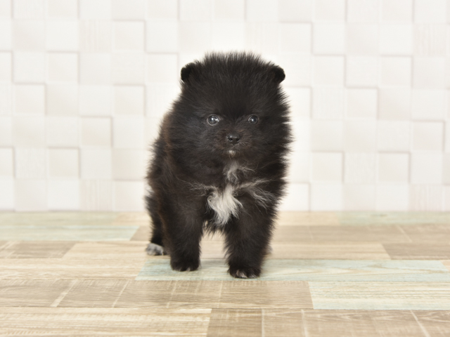 カインズ浦和美園店 埼玉県カインズ浦和美園店 ペッツワン店内のペットショップ P S First 子犬や子猫を最優先に考えたペットショップ