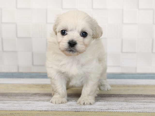 トイプードル ペキニーズ ミックス ららぽーとtokyo Bay店 P S First 子犬や子猫を最優先に考えたペットショップ