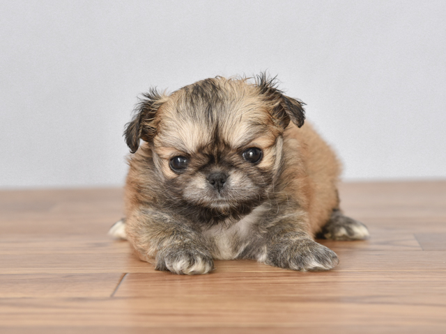 チワワ ペキニーズ ミックス 自由が丘店 P S First 子犬や子猫を最優先に考えたペットショップ