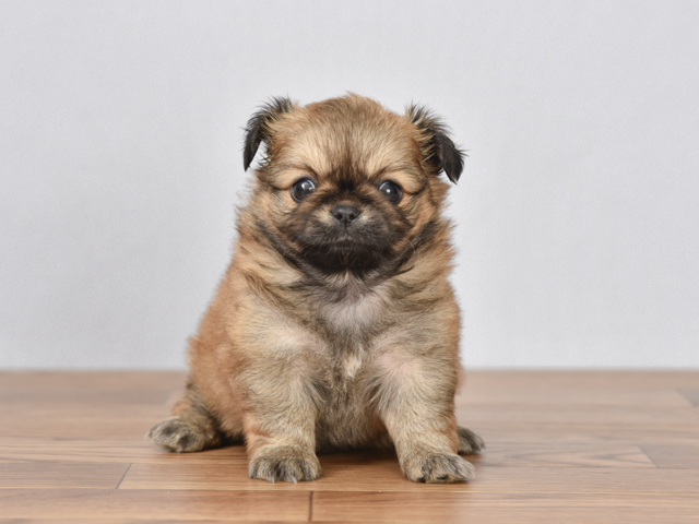 チワワ ペキニーズ ミックス 京都店 P S First 子犬や子猫を最優先に考えたペットショップ