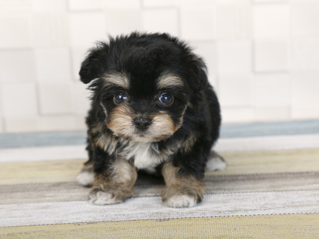 チワワ トイプードル ミックス 渋谷店 P S First 子犬や子猫を最優先に考えたペットショップ