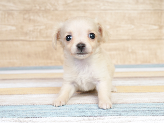 川崎店 P S First 子犬や子猫を最優先に考えたペットショップ