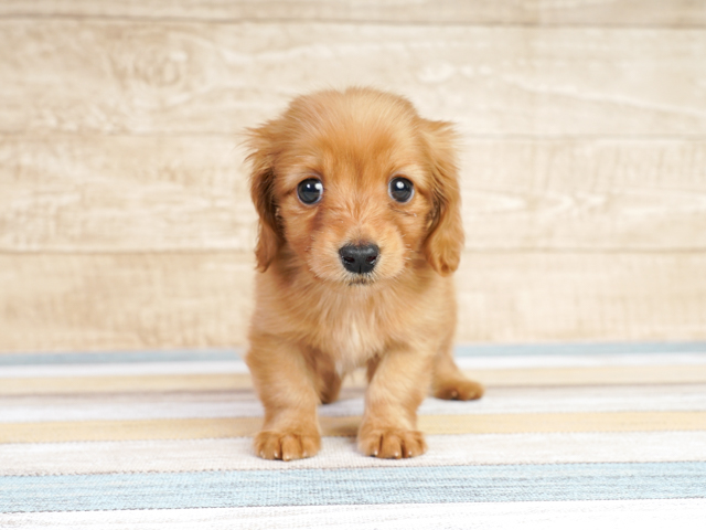 ダックスフンド ミニチュアダックス ロング ららぽーとtokyo Bay店 P S First 子犬や子猫を最優先に考えたペットショップ