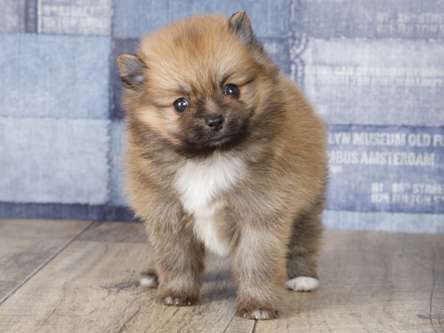 ポメラニアン 自由が丘店 P S First 子犬や子猫を最優先に考えたペットショップ