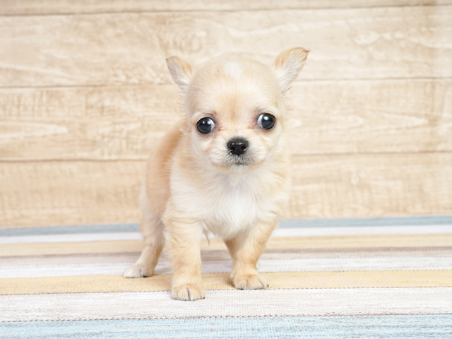 チワワ ロング 麻布十番店 P S First 子犬や子猫を最優先に考えたペットショップ